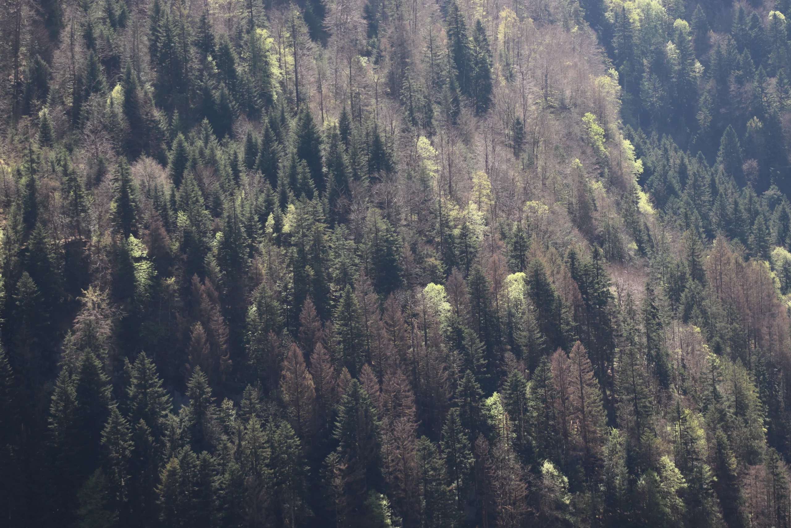 Photographie d'une forêt en Haute-Savoie